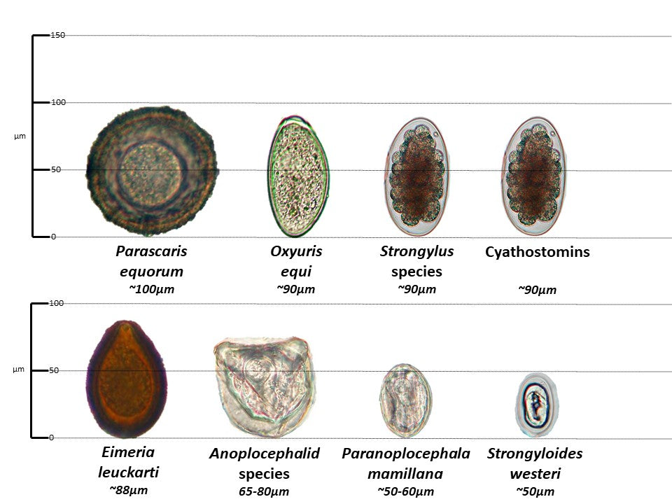 Koprologické vyšetření, flotace