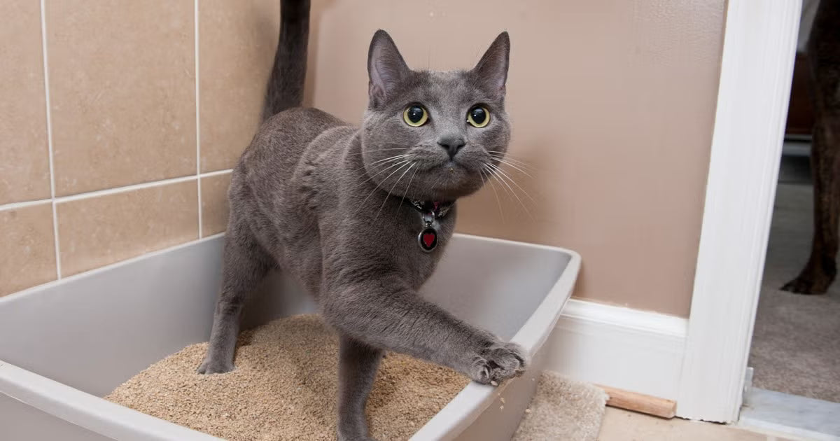 Kočičí zažívání